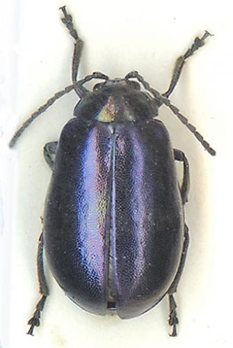 Agelastica alni