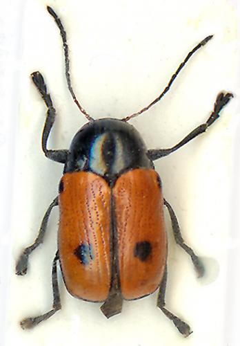 Réf. 6 686 : Cryptocephalus bipunctatus
