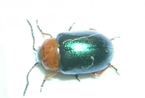 Réf. 6 559 : Gastrophysa polygoni
