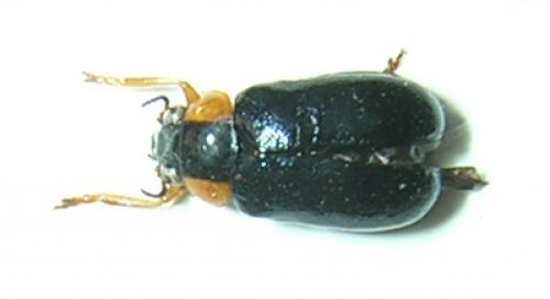 Réf. 6 611 : Smaragdina aurita