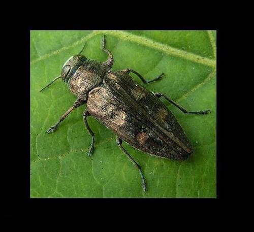 Chrysobothris solieri