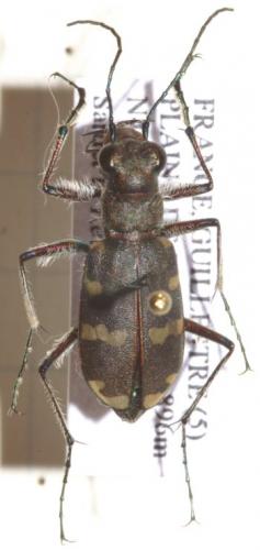 Cicindela hybrida