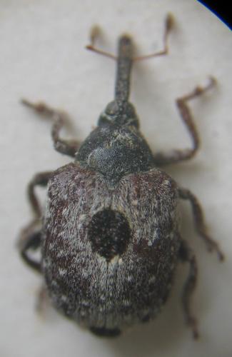 Réf. 6 999 : Cionus sp.
