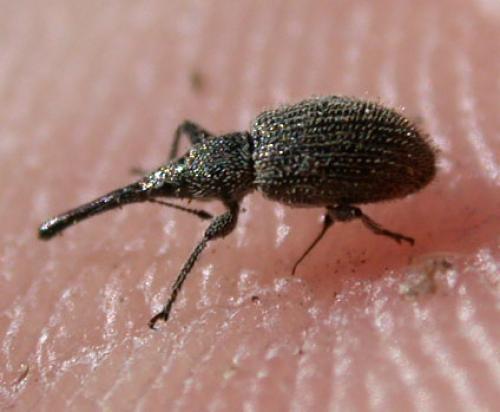 Phrissotrichum tubiferum