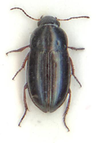 Réf. 6 438 : Amara tibialis