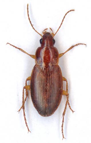 Réf. 6 440 : Calathus mollis