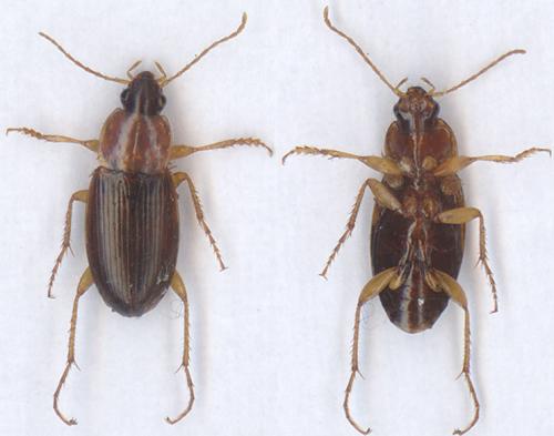 Calathus sp.