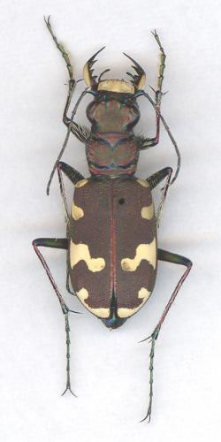 Réf. 6 436 : Cicindela hybrida