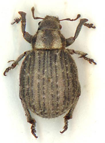 Réf. 6 435 : Philopedon plagiatum