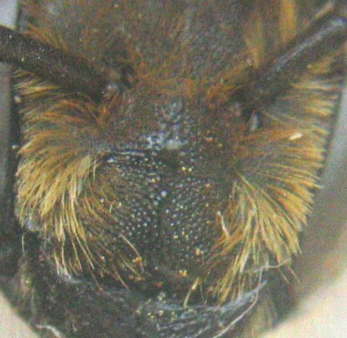 Megachile willughbiella