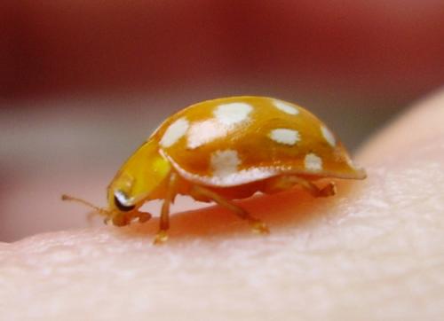 Halyzia sedecimguttata