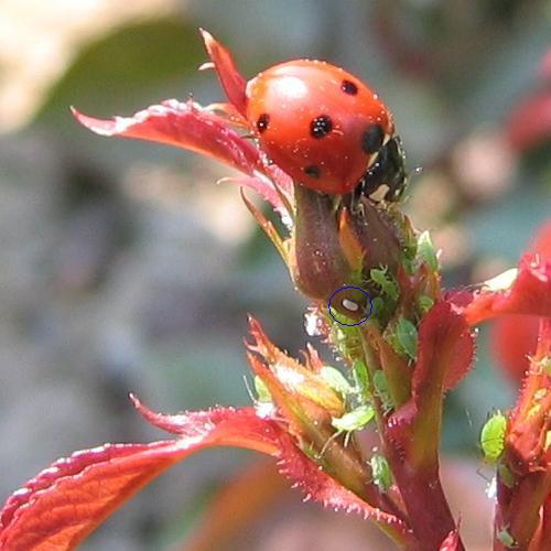 Coccinella septempunctata