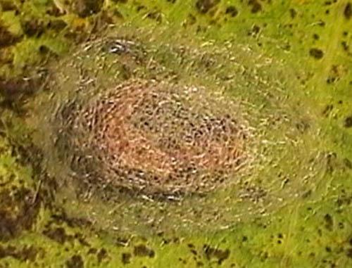 Hemerobius sp.