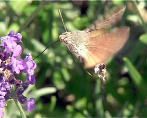 Macroglossum stellatarum