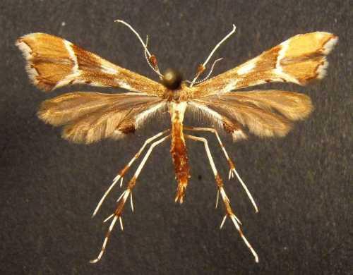 Réf. 6 231 : Cnaemidophorus rhododactyla