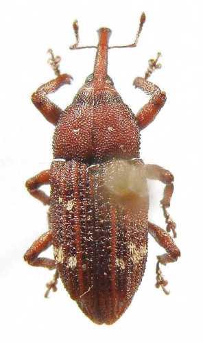 Réf. 6 112 : Pissodes piceae