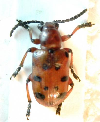 Réf. 6 526 : Crioceris duodecimpunctata