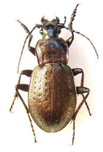 Carabus sp.