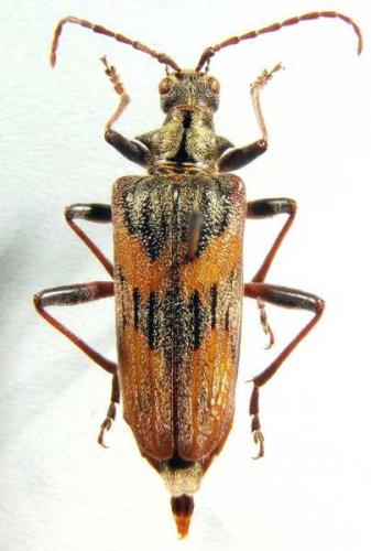 Réf. 6 365 : Rhagium bifasciatum