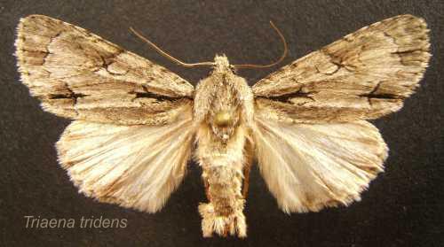 Réf. 6 028 : Acronicta tridens
