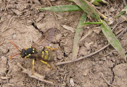 Nomada sp.