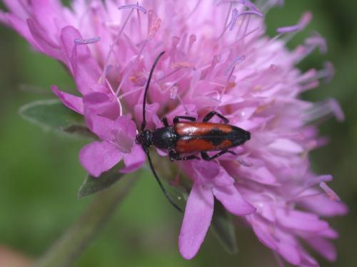 Réf. 6 064 : Stenurella bifasciata