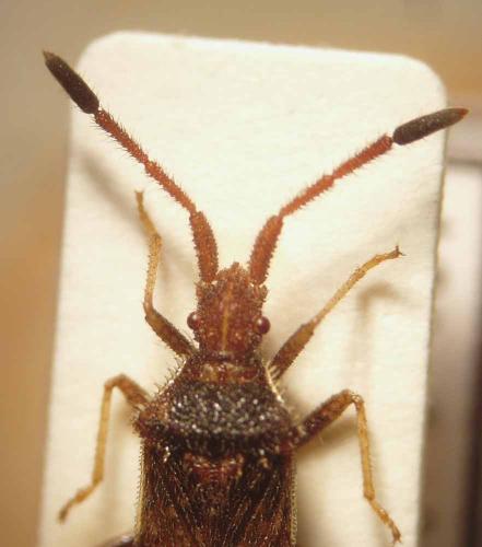 Coriomeris affinis