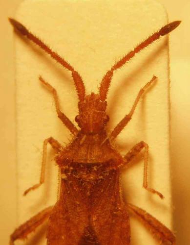 Coriomeris affinis