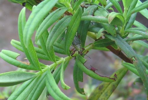 Cratopus sp.