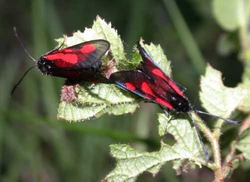 Zygaena romeo