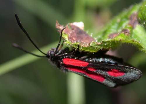Zygaena romeo