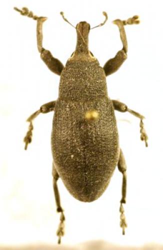Lixomorphus algirus