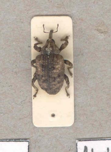 Sternochetus mangiferae