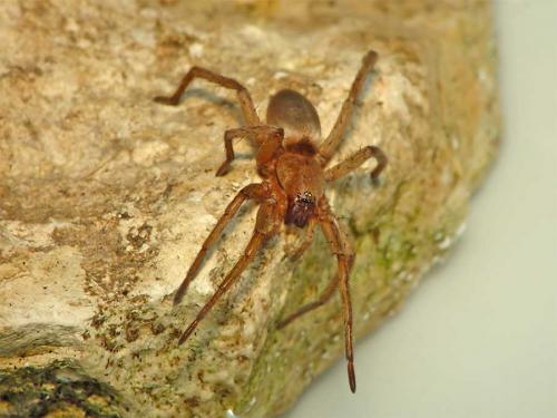 Drassodes sp.