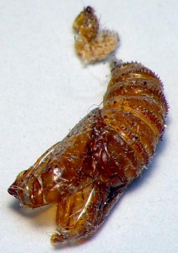 Cydia deshaisiana