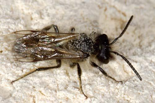 Andrena sp.