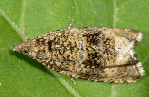 Celypha lacunana