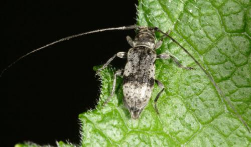 Réf. 6 123 : Leiopus sp.