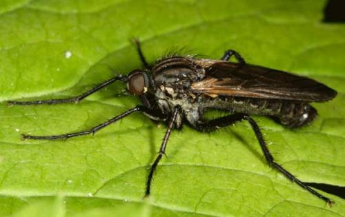Empis tessellata