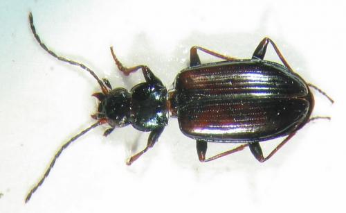 Bembidion sp.
