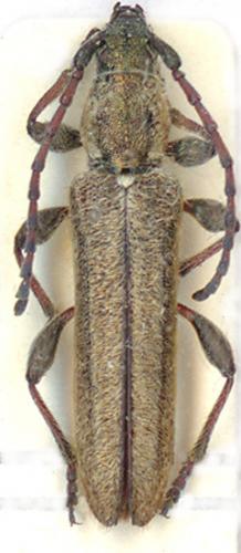 Réf. 6 540 : Deilus fugax