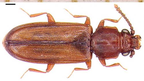 Pediacus depressus