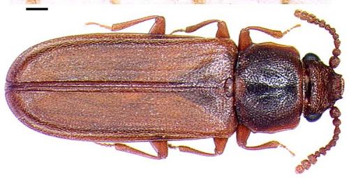 Pediacus dermestoides