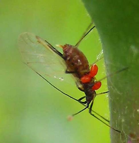 Macrosiphum rosae