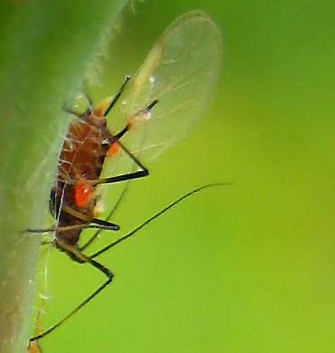 Macrosiphum rosae