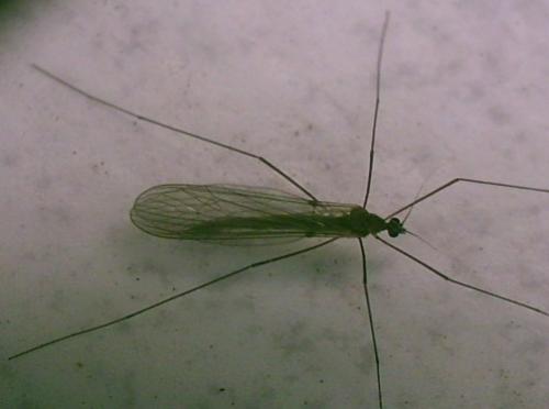 Trichocera sp.