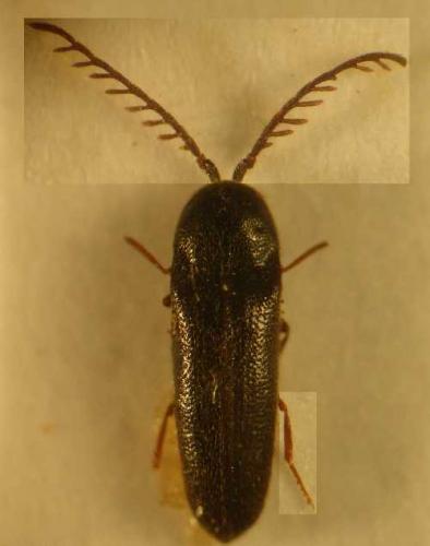Réf. 6 148 : Microrhagus pygmaeus