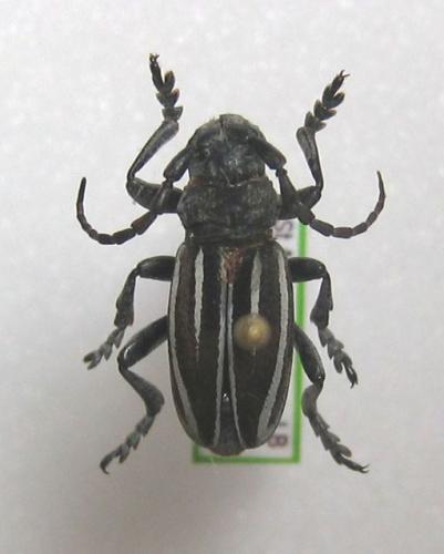 Réf. 6 870 : Iberodorcadion fuliginator
