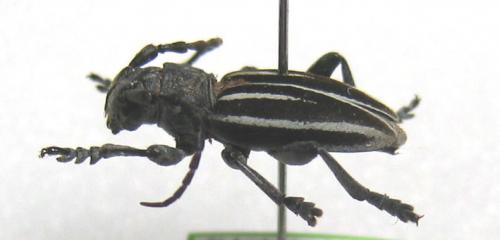 Iberodorcadion fuliginator