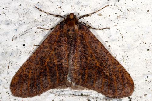 Erannis defoliaria